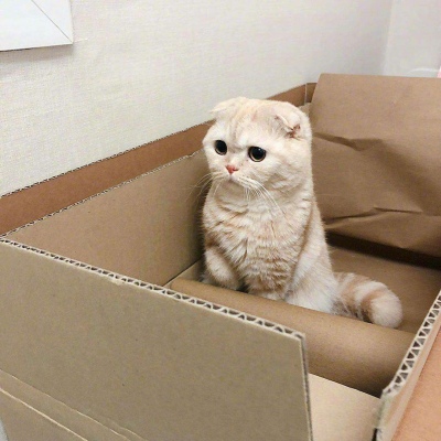 萌化少女心可爱的动物猫咪头像