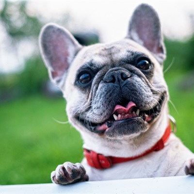 可爱法斗犬头像