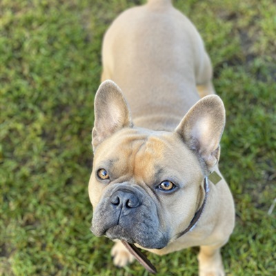 可爱法斗犬头像