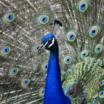 蓝孔雀头像