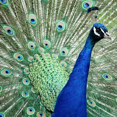 蓝孔雀头像