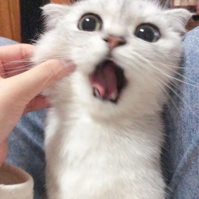 捏猫咪脸一左一右情头图片,情侣头像图片