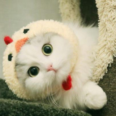 布偶猫头像最美图片