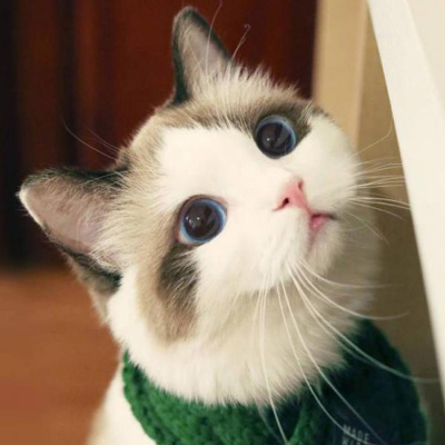 布偶猫头像高清微信图片