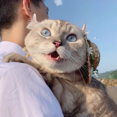高清猫咪情头可爱一对情侣头像图片
