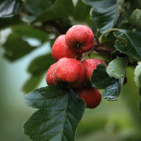 清新好看的春天自然风景唯美头像图片