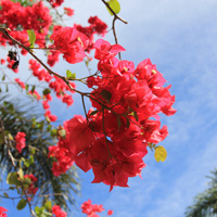 清新好看的春天自然风景唯美头像图片