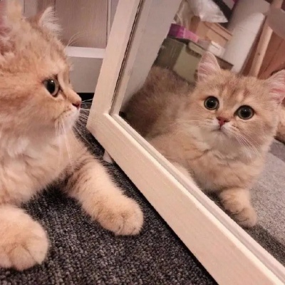 高清双人情头小猫咪可爱卖萌照片