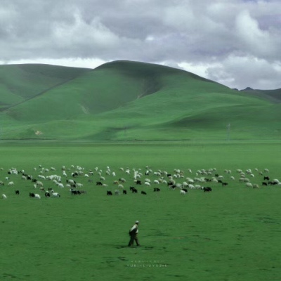 高清清新好看的真实绿色风景头像图片