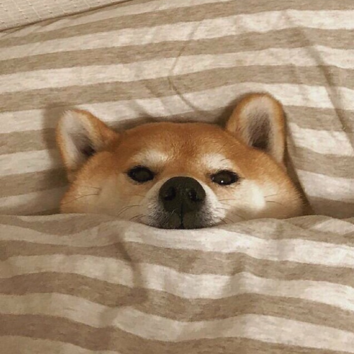 头像图片可爱萌萌哒小狗狗