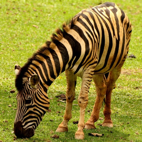 条纹斑马头像图片