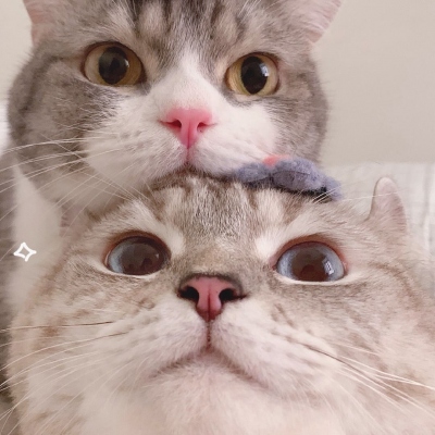 高清一对两张的超可爱动物情头图片