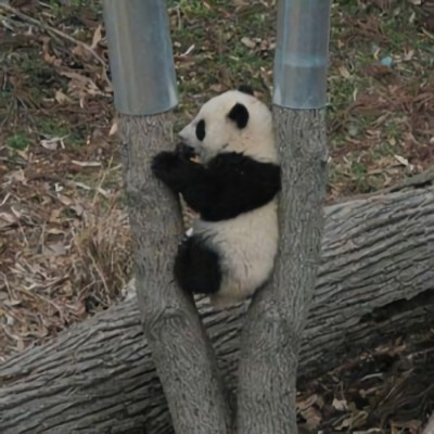 2021最新版微信很可爱的熊猫头像
