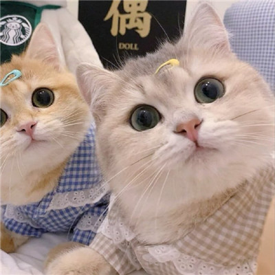 2021最新版猫咪情侣头像一对两张可爱