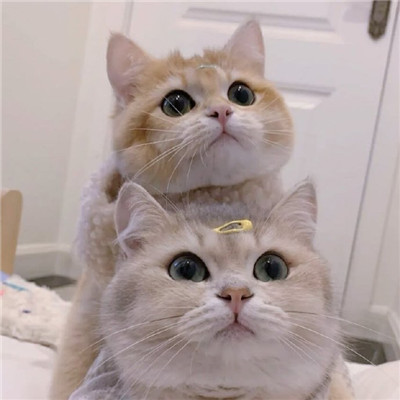 2021最新版猫咪情侣头像一对两张可爱