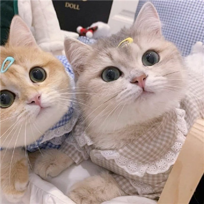 2021最新版猫咪情侣头像一对两张可爱