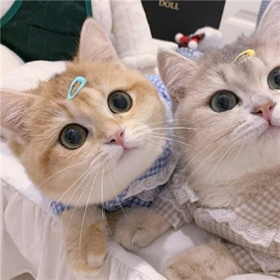 2021最新版猫咪情侣头像一对两张可爱