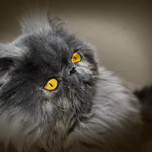 性格温顺的波斯猫头像高清头像图片,可爱头像图片