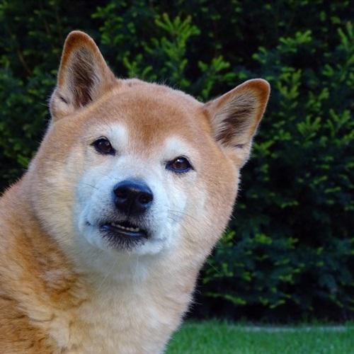 情侣头像秋田犬图片