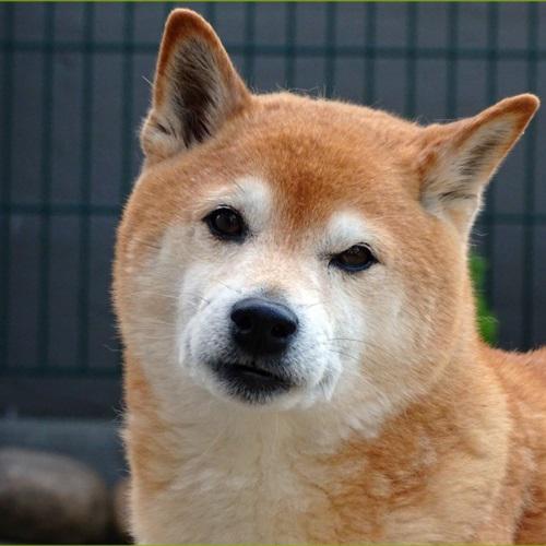 日本秋田犬头像图片