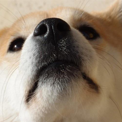 秋田犬表情包微信图片
