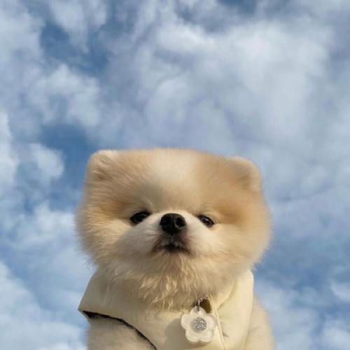 可爱萌宠头像狗狗