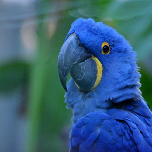 稀有的风信子金刚高清鹦鹉头像图片