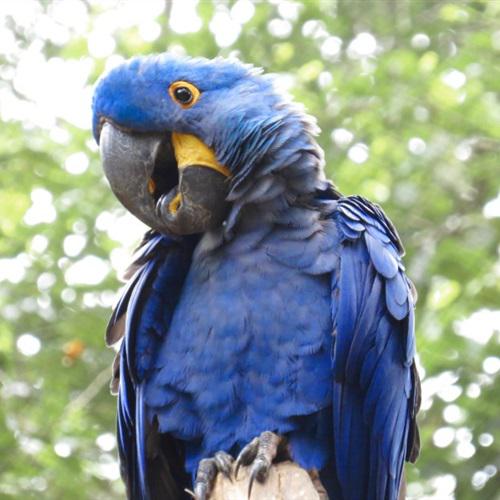 稀有的风信子金刚高清鹦鹉头像图片