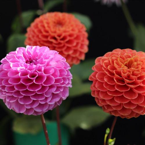 好看花朵头像图片