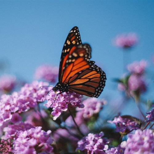 好看漂亮的蝴蝶图片头像真的图片
