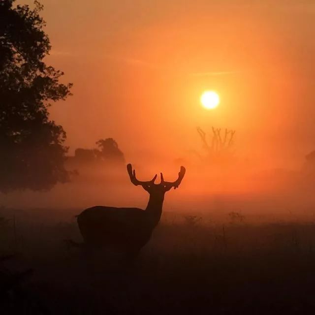 象征美好的阳光明媚好运头像图片