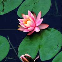 qq头像莲花图片大全