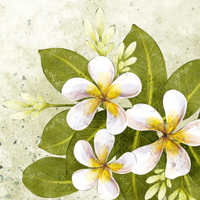 花朵的画漂亮头像图片