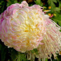 唯美漂亮的菊花头像