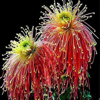 唯美漂亮的菊花头像