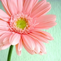 唯美文艺的小清新小花儿头像