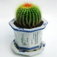 清新好看的仙人球头像