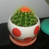 清新好看的仙人球头像