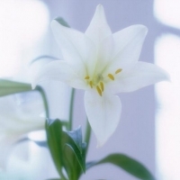 简单清新的一朵花儿头像图片