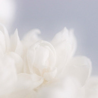 唯美简单的白色干净唯美头像图片