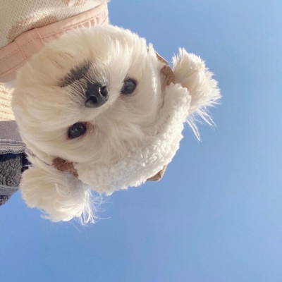 高清可爱的最萌小奶狗图片头像