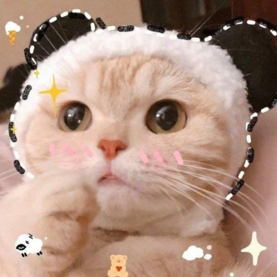 高清可爱的猫咪头像图片2021最火爆