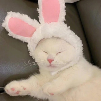 高清可爱的头像动物萌宠图片