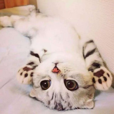 高清可爱的萌宠小猫头像图片