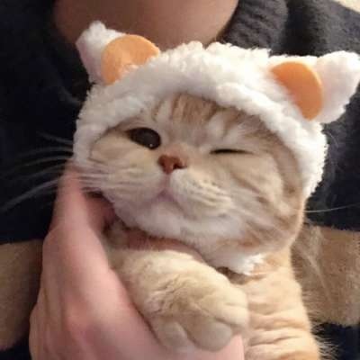 高清可爱的萌宠小猫头像图片