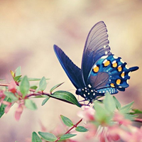 清新好看的蝴蝶图片唯美头像