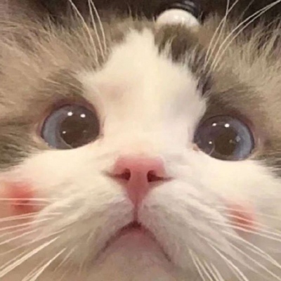 高清超萌2021可爱小猫头像图片