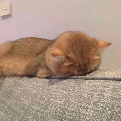 高清超可爱的猫咪起床困难头像图片