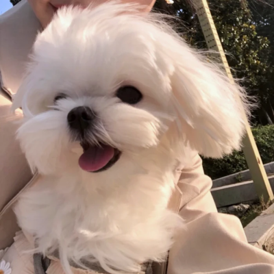 2021最火可爱萌图头像