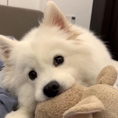 高清萌图可爱动物头像